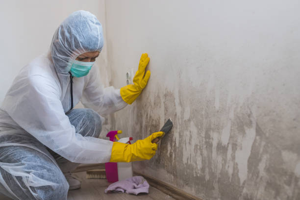 Best Residential Mold Inspection & Testing  in Williamstown, KY