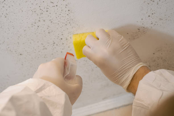 Best Real Estate Mold Inspection  in Williamstown, KY