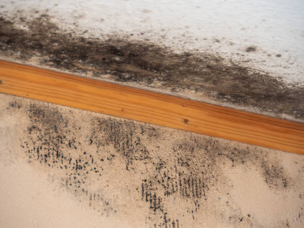 Trusted Williamstown, KY Mold Removal Experts