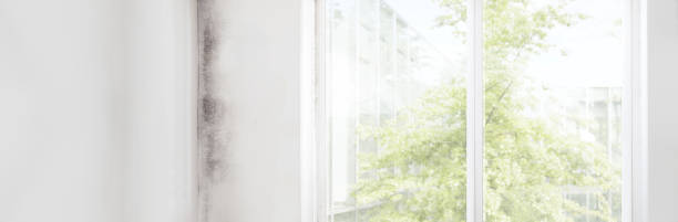 Best Emergency Mold Remediation  in Williamstown, KY