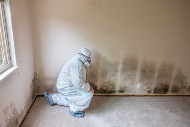Environmental Consulting for Mold Prevention in Williamstown, KY